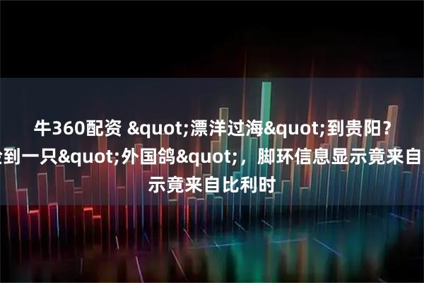 牛360配资 "漂洋过海"到贵阳？市民捡到一只"外国鸽"，脚环信息显示竟来自比利时